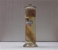 藏品(金線魚)的圖片